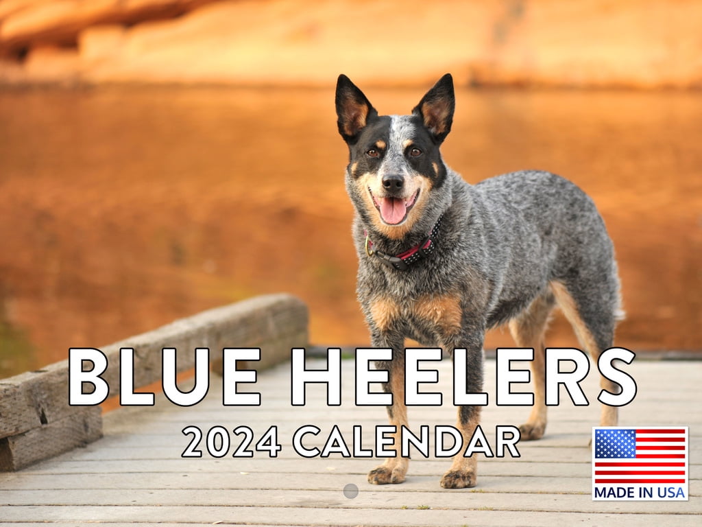 5 Best Toys For Australian Cattle Dogs [Reviews 2024 ]