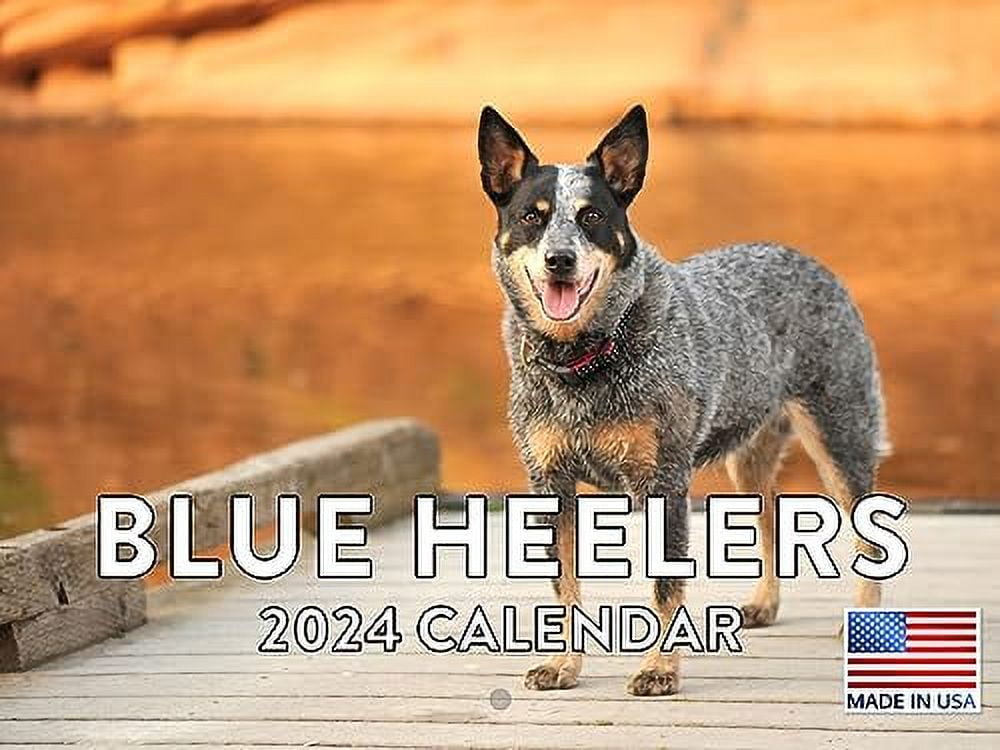 Blue Heeler Calendar 2024