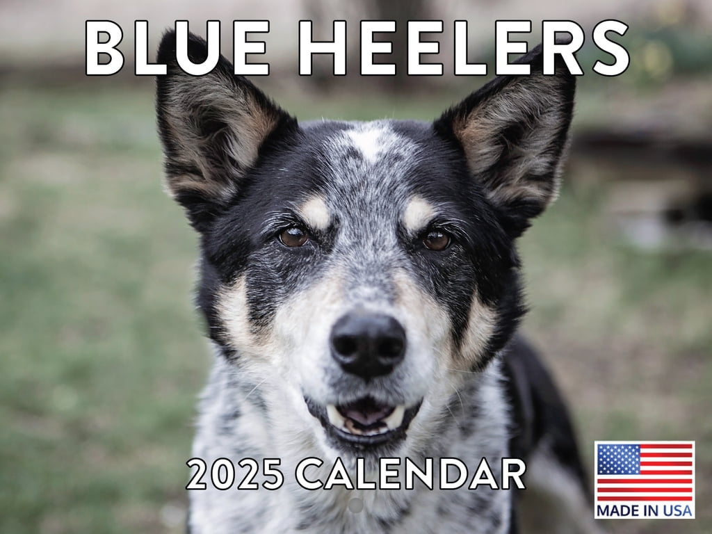 Blue Heeler Calendar 2025 Monthly Wall Calender 12 Month American