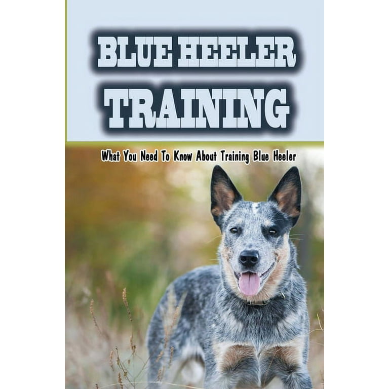 Blue heeler training best sale guide