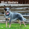 thumbnail image 1 of Blue Heelers | 2026 12x24" (Hanging) Square Wall Calendar | Plastic-Free, 1 of 9