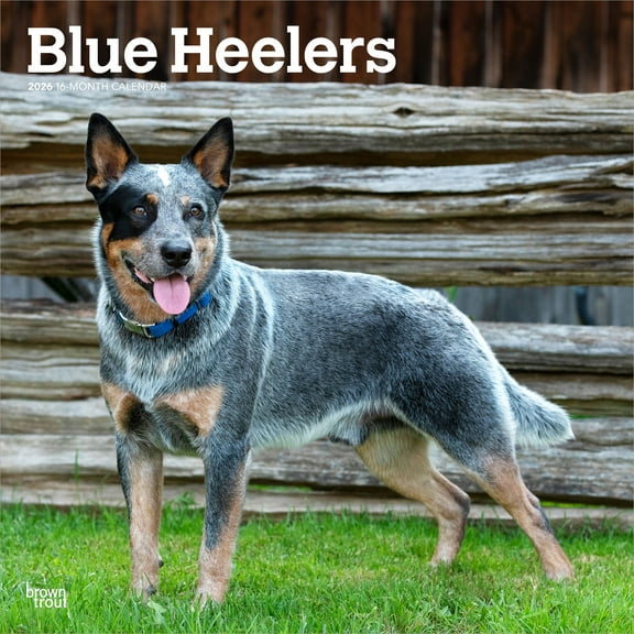 Blue Heelers | 2026 12x24" (Hanging) Square Wall Calendar | Plastic-Free