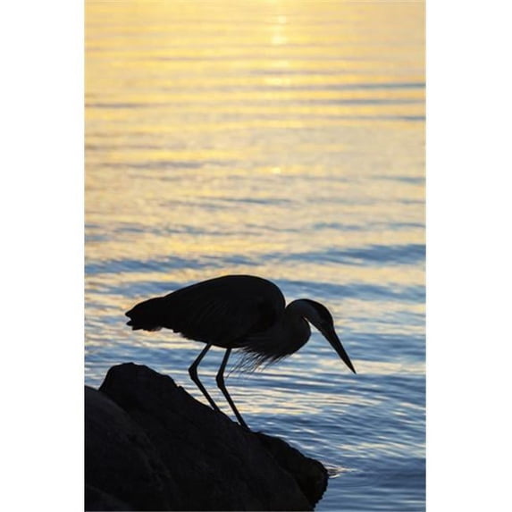 Blue Heron by Balsam Lake At Sunrise - Ontario Canada Poster Print by Vast Photography, 24 x 38 - Large