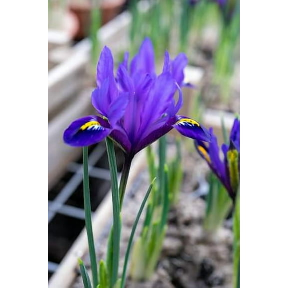 Blue Hill Rockgarden Iris - 12 Bulbs - 7/+ cm - Very Hardy!