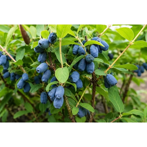 Blue Honeysuckle Seeds for Planting, 50+ Seeds Honeyberry Haskap Berry Seeds (Lonicera caerulea) Edible Berry Shrub Seeds for Outdoor Garden & Backyard Growing