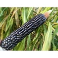 Blue Hopi Corn Ornamental - 25 Unit for Vibrant Decor (3 pack )outdoor