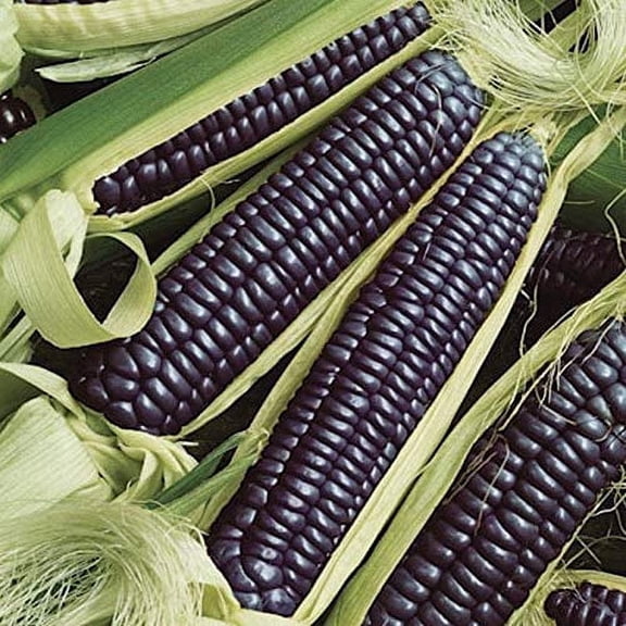 Blue Hopi Corn Seeds (25 Seeds)