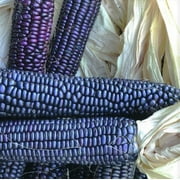 Blue Hopi Corn Seeds - 500 Count Seed Pack - A Royal Blue Colored Heirloom Flint Corn That can be Eaten as Sweet Corn When Picked Young - Country Creek LLC