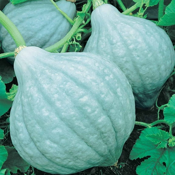 Blue Hubbard Winter Squash Garden Seeds - 4 Oz - Non-GMO, Heirloom - Vegetable Gardening Seed