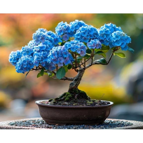 1 Blue Hydrangea Bonsai Tree Seedling for Planting - 1 Year Old Well Rooted Seedling
