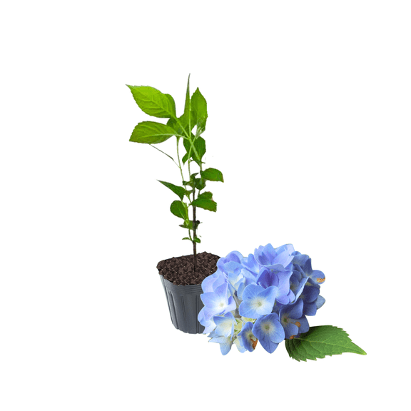 Blue Hydrangea Bush Full Rooted from 8 to 10 Inches, Dormant Flowering Tree