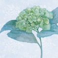 thumbnail image 1 of Blue Hydrangea II Poster Print by Beth Grove (24 x 24), 1 of 2