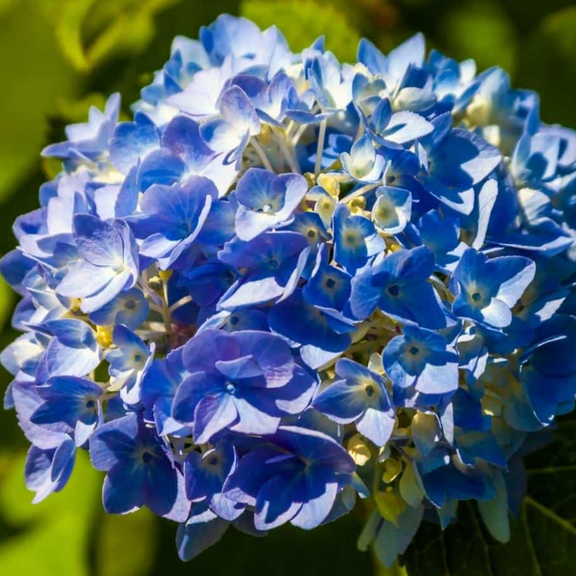 Blue Hydrangea Live Plant, 2.5 Inch Pot, Color Changing Hydrangea Bush, Hardy Perennial Flowering Shrub, 6-12" Tall