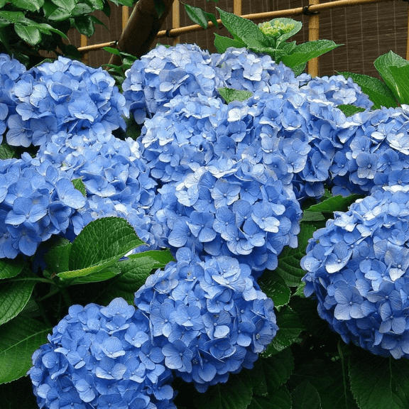 Blue Hydrangea Live Plant, 35'' Tall, Vibrant Blue Blooms, Dormant Hydrangea Seedlings, Hardy Perennial Shrub for Outdoor Garden