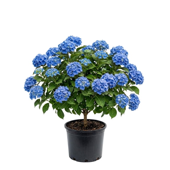 Blue Hydrangea Live Plant, Live Flowering Shrub, Blue Blooming Flower, 1-1.5 Ft Tall, Hydrangeas for Outdoor Garden