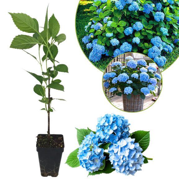 Blue Hydrangea Plant Live, Hydrangea Bush Shrub, 612 Inch Tall, 2.5-Inch Pot, Flowering Shrub