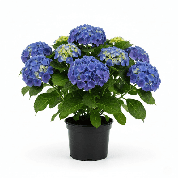 Blue Hydrangea Plant Live, Hydrangea Plant, 2.5 Inches Pot, Blue Blooms, Hardy Hydrangeas Bush for Outdoor Gardening, Dormant