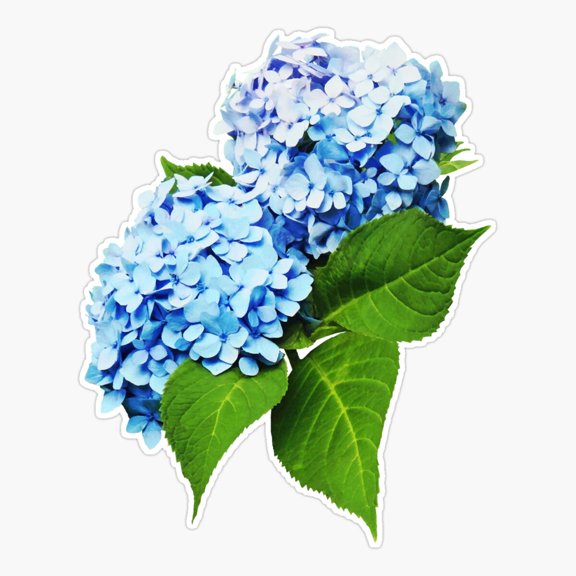 Blue Hydrangea file Botanical Art Vinyl Decal Sticker
