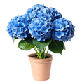 thumbnail image 1 of Blue Hydrangea Plant, Shade-Loving Flowering Shrub 3–5 ft Tall with Large Blooms, 1 of 6