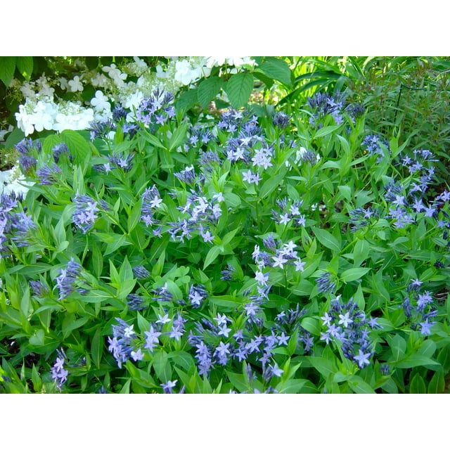 Blue Ice Amsonia Perennial - NEW! -  Quart Pot