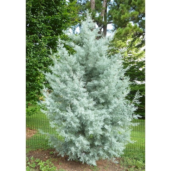 Blue Ice Arizona Cypress Tree - Live Plant ( 2.5 QT ) - Evergreen Tree | Privacy Screen