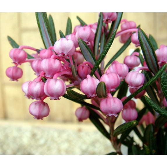 Blue Ice Hardy Rosemary - Andromeda - Blue Foliage - 2.5" Pot