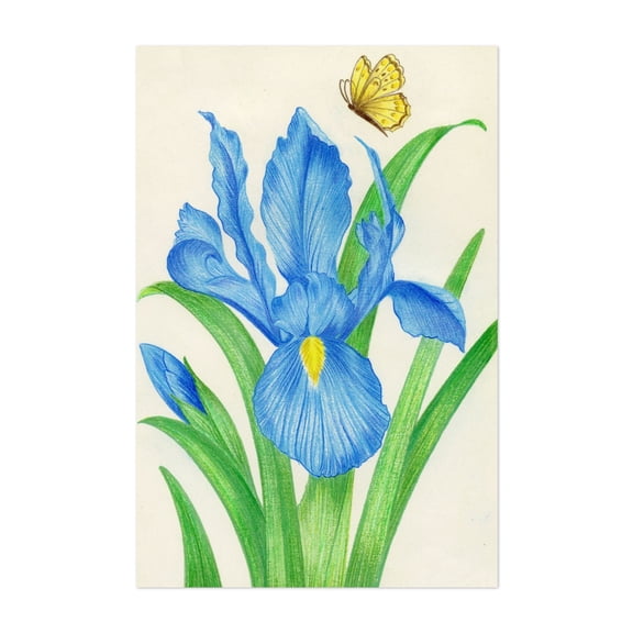 Blue Iris Flowers and Butterfly - Drawing Floral Botanical Flowers Nature Summer Unframed Wall Art Print 4 x 6 inches