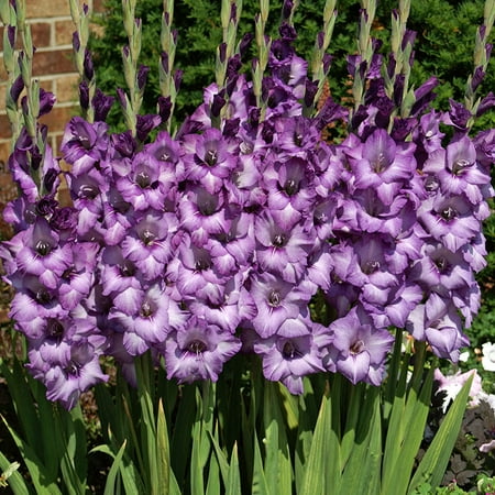 Anouck Large Flowering Gladiolus Flower Bulbs - 10 Bulbs per Pack - Attracts Butterflies and Hummingbirds - Good as Cut Flowers - Grows Well In Containers - Perennializing - Live Garden
