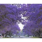 Blue Jacaranda Tree Seeds 100 Seeds - Easy to Grow, Rare Blue Flowering Tree