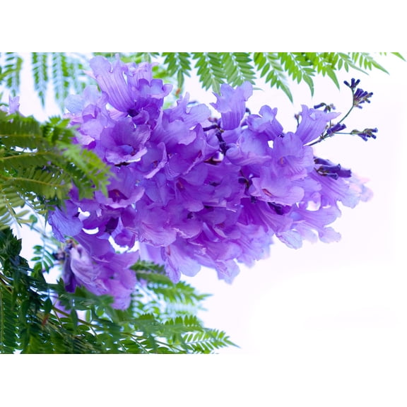 CZ Grain Blue Jacaranda 100 Plant Seeds