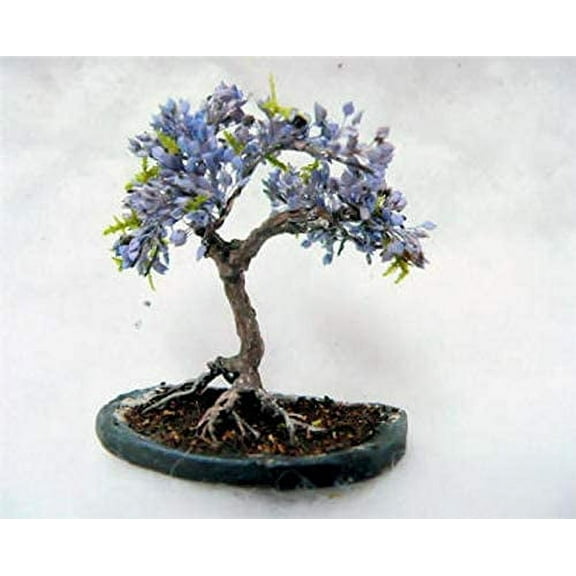 CZ Grain Blue Jacaranda Tree Seeds (20 Pack), Excellent Bonsai Specimen