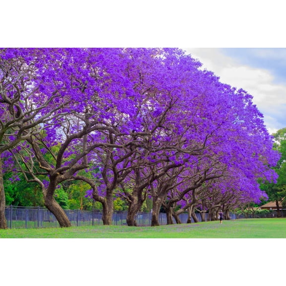 Blue Jacaranda Tree Seeds - 25 Seeds - Exotic Tree