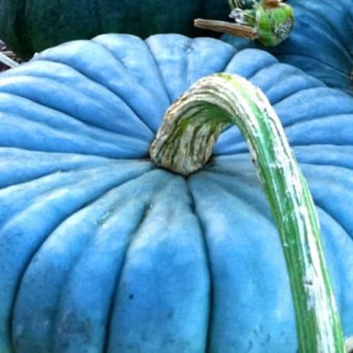 Blue Jarrahdale Pumpkin, Cucurbita Maxima 20 Seeds Rare Blue Gourd Heirloom Pumpkin Excellent