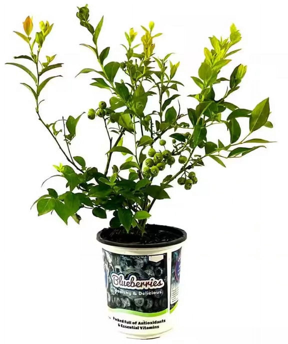 blue-jay-blueberry-live-plant-with-sweet-large-berries-2-5-qt