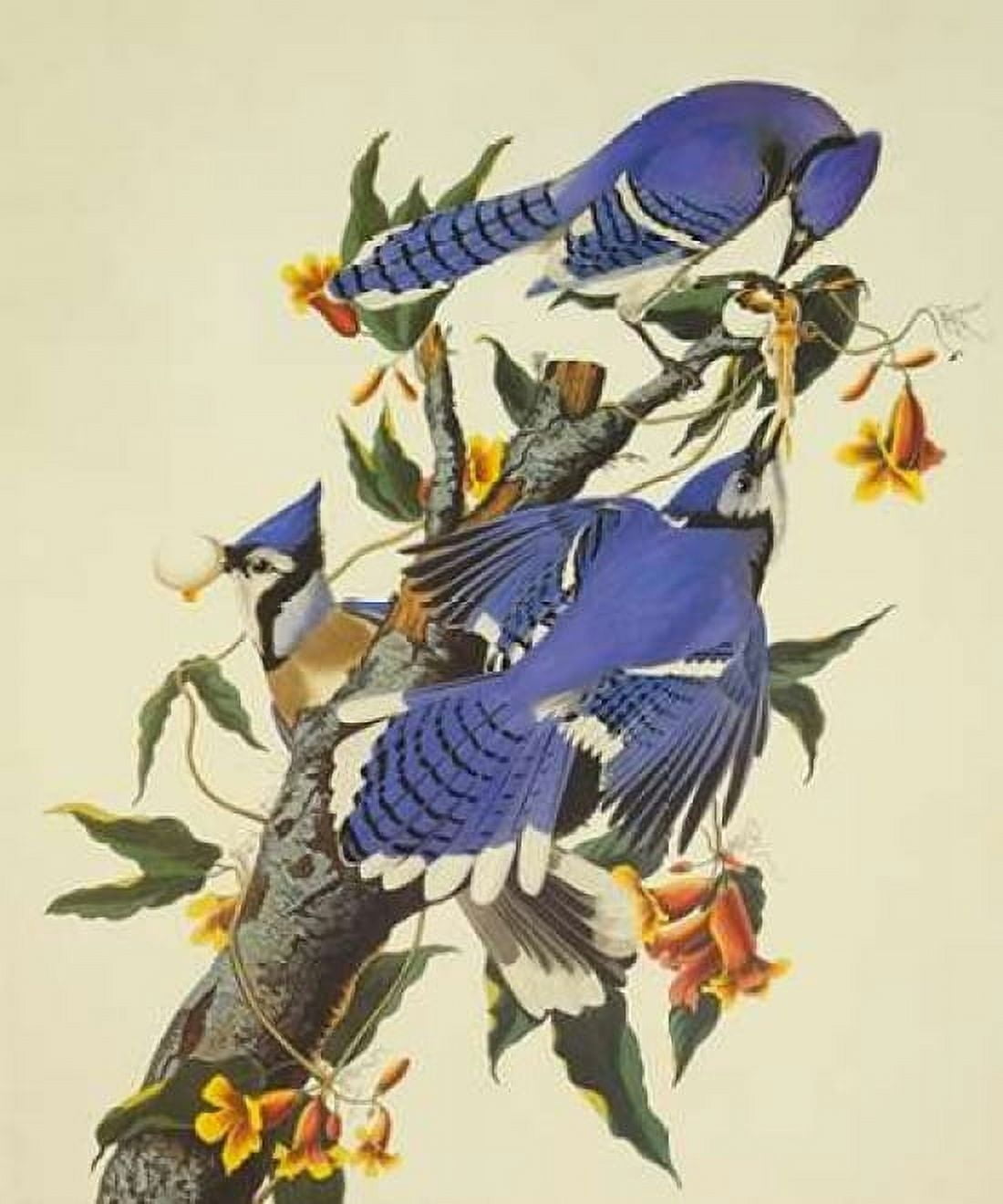 Blue Jay Canvas Art - John James Audubon (20 x 24)