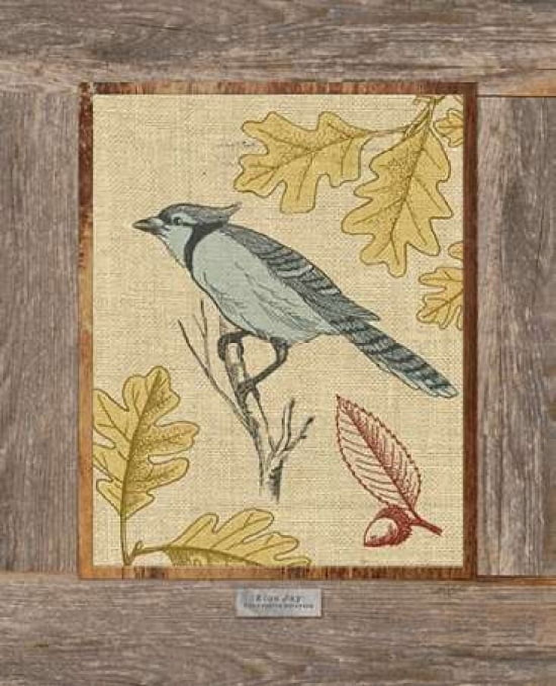 Blue Jay Canvas Art - Sam Appleman (20 x 24)