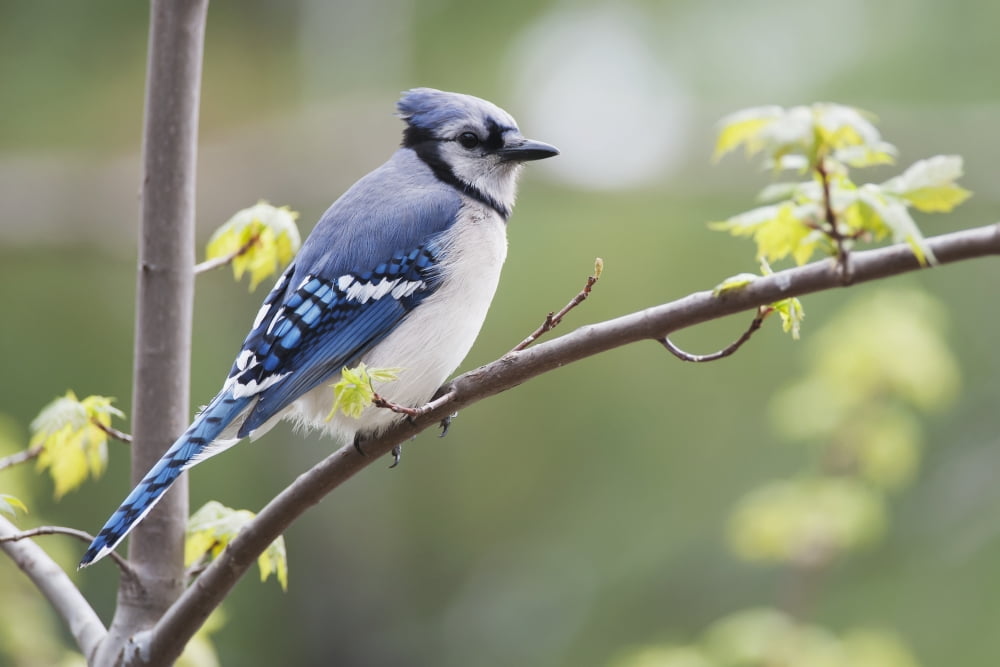 Blue Jay (Cyanocitta Cristata) Perched On Budding Maple Tree In Springtime Ontario Canada Canvas Art - Amy Kay Design Pics (19 x 12)