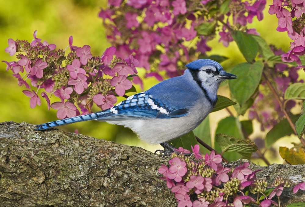 Blue Jay In Backyard Garden In Autumn Nova Scotia Canvas Art - Thomas Kitchin & Victoria Hurst Design Pics (16 x 11)