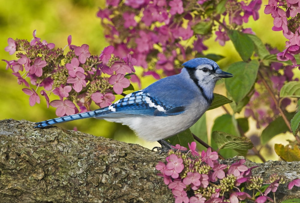 Blue Jay In Backyard Garden In Autumn Nova Scotia Canvas Art - Thomas Kitchin & Victoria Hurst Design Pics (32 x 22)