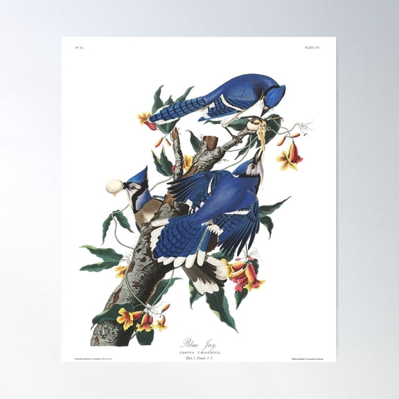 Blue Jay - John James Audubon Poster Wall Art, Modern Wall Decor For Living Room Bedroom, 8x12 UNFRAMED