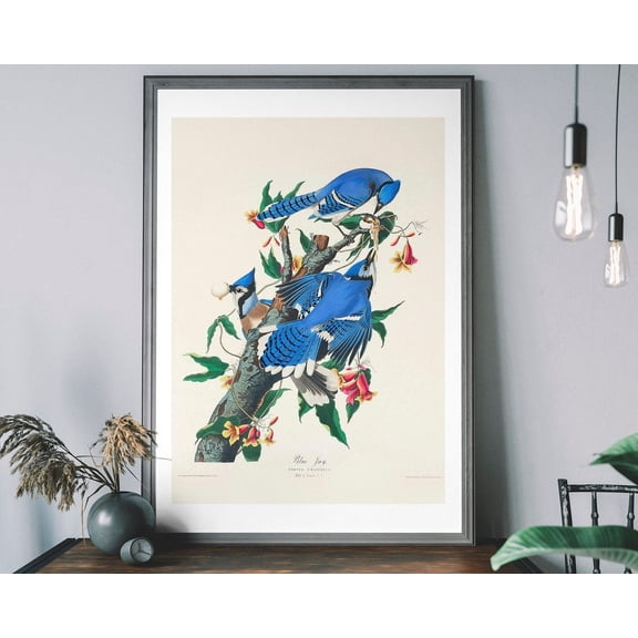 Blue Jay Vintage Art Print, Birds Of America Decor, Antique Bird Illustration, John Audubon Poster Wall Art, Modern Wall Decor, 8x12 UNFRAMED