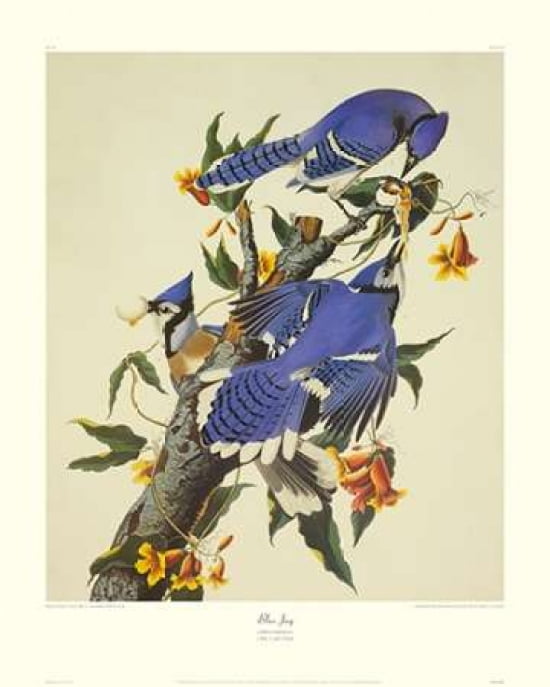 Blue Jay (decorative border) Canvas Art - John James Audubon (24 x 30)