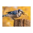 thumbnail image 1 of Blue Jay grabbing a peanut - Photography Bird Wildlife Nature Animal Autumn Woodland Scenic Unframed Wall Art Print 20 x 28 inches, 1 of 7