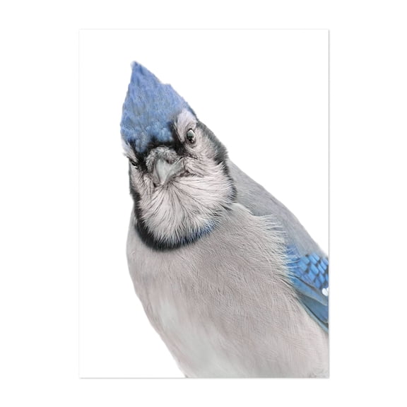 Blue Jay in Winter - Photography Bird Wildlife Nature Animal Woodland Scenic Portrait Unframed Wall Art Print 4 x 6 inches
