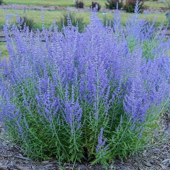 Direct Gardening - Blue Jean Baby Russian Sage Dormant Bare Root Perennial Plant grown in a 4 inch pot