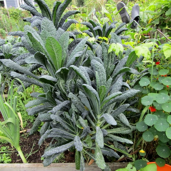 Blue Kale Live Plant in 4 Pot, Well Rooted Kale Plants, Vegetable for Garden or Container Planting