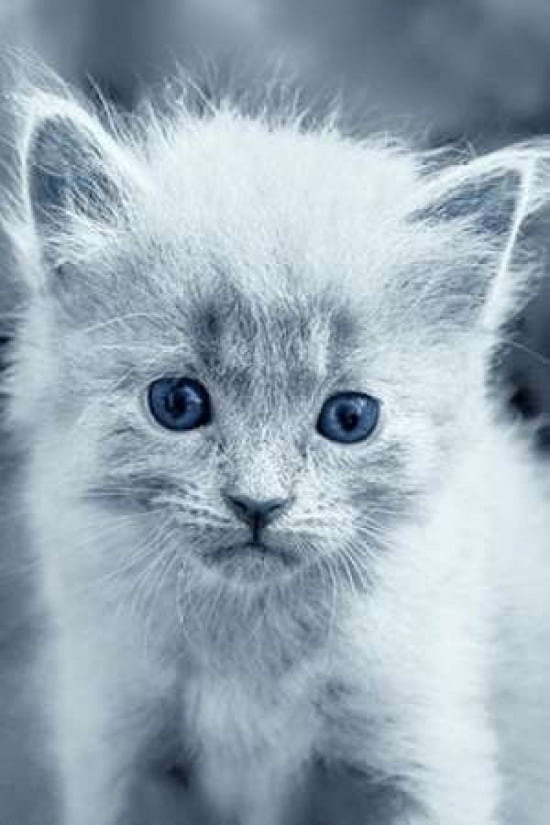 Blue Kitty Canvas Art - Tracie Louise (24 x 36)