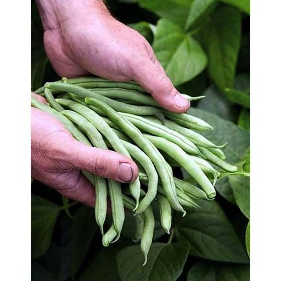 Blue Lake Bush Bean - 13 Grams