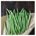 Blue Lake Bush Bean 274 Seeds 5 Lbs Treated, NonGMO, Heirloom