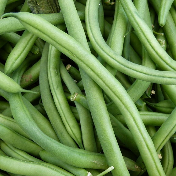 Blue Lake FM1K Pole Bean Seeds (Treated) - 25 Lb Bulk - Non-GMO, Heirloom - Green Bean Vegetable Garden Seeds - Phaseolus vulgaris
